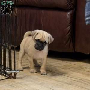Lucky, Jug Puppy