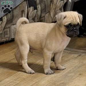 Lucky, Jug Puppy