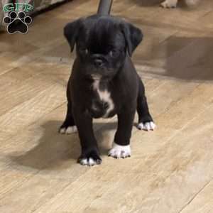 Lola, Jug Puppy