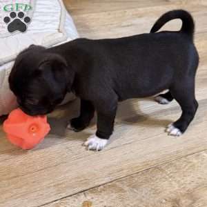 Lola, Jug Puppy