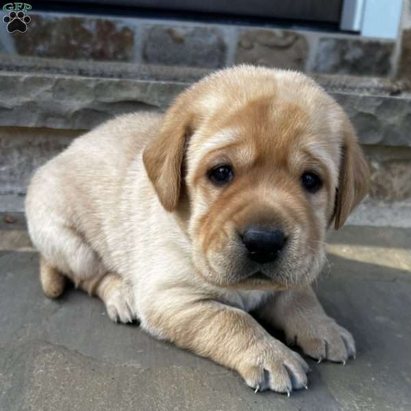 Bucky, Yellow Labrador Retriever Puppy