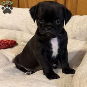 Luna, Jug Puppy