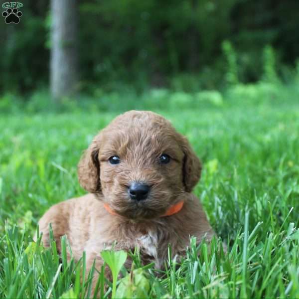 Lily-F1B, Goldendoodle Puppy