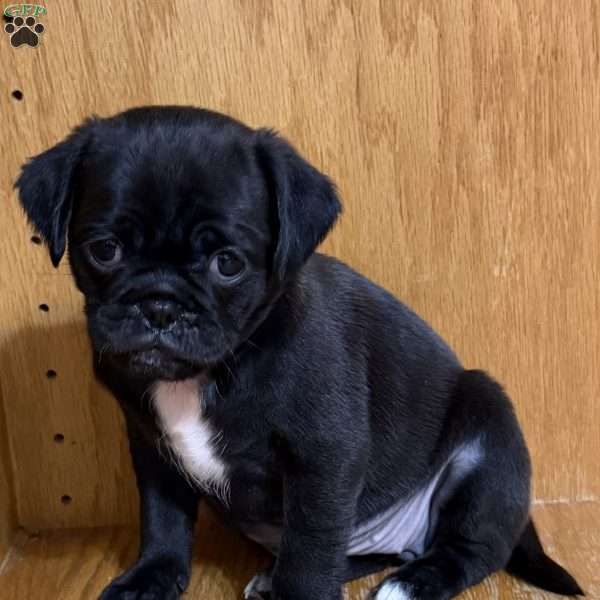 Luna, Jug Puppy