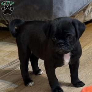 Luna, Jug Puppy