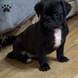 Luna, Jug Puppy