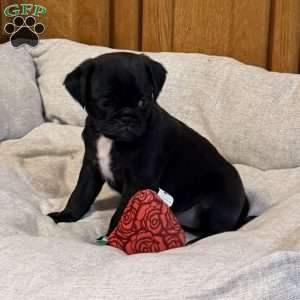 Luna, Jug Puppy