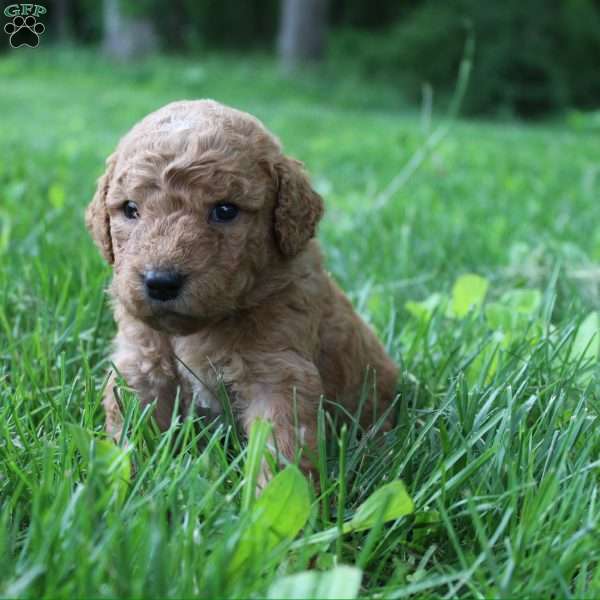 Violet-F1B, Goldendoodle Puppy