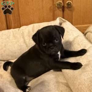 Luna, Jug Puppy