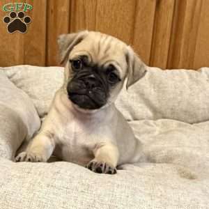 Lucky, Jug Puppy