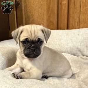 Lucky, Jug Puppy