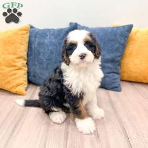 Buster, Mini Bernedoodle Puppy