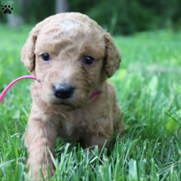 Goofy-F1B, Goldendoodle Puppy