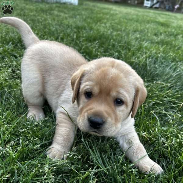 Tony, Yellow Labrador Retriever Puppy