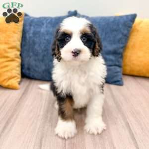 Buster, Mini Bernedoodle Puppy