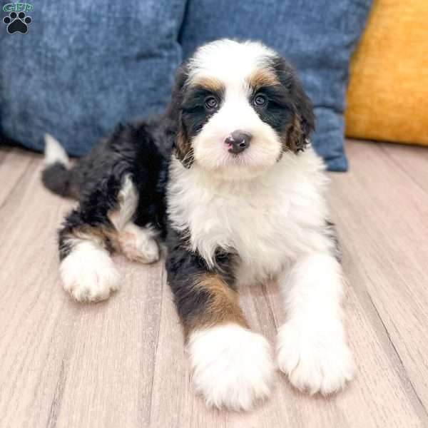 Buster, Mini Bernedoodle Puppy
