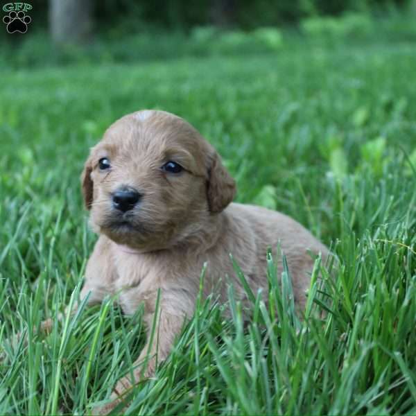 Little Lucy-F1B, Goldendoodle Puppy