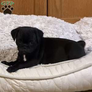 Luna, Jug Puppy