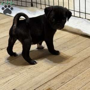 Luna, Jug Puppy
