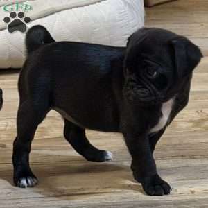 Luna, Jug Puppy