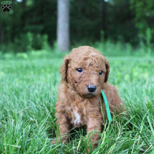 Tom-F1B, Goldendoodle Puppy