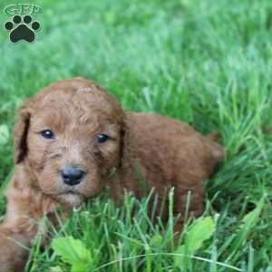 Diamond-F1B, Goldendoodle Puppy
