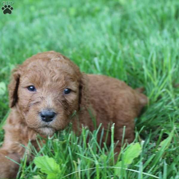 Diamond-F1B, Goldendoodle Puppy