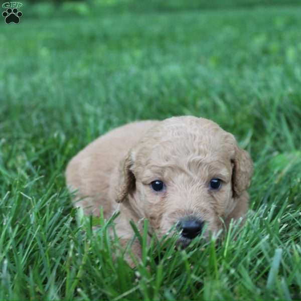 Lightning-F1B, Goldendoodle Puppy