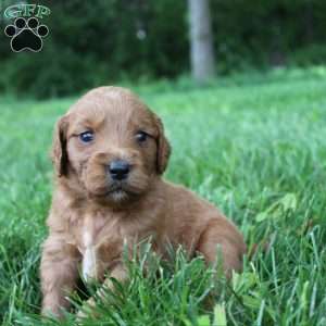 Jerry-F1B, Goldendoodle Puppy