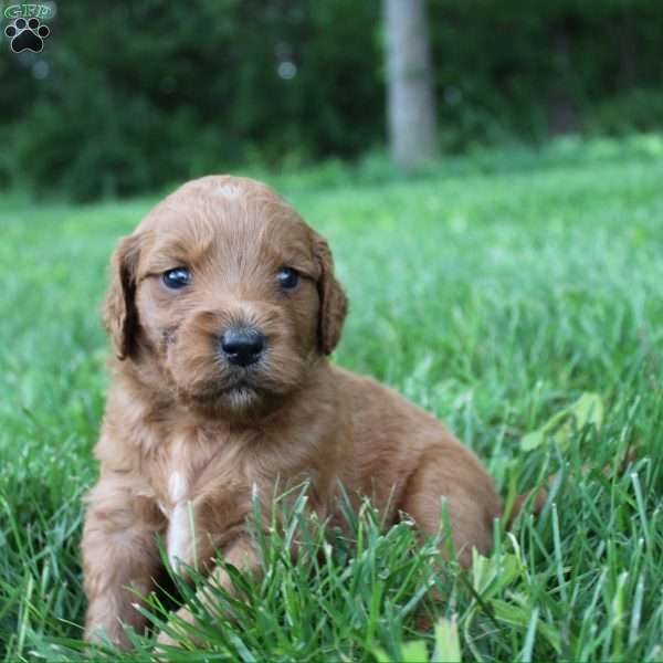 Jerry-F1B, Goldendoodle Puppy