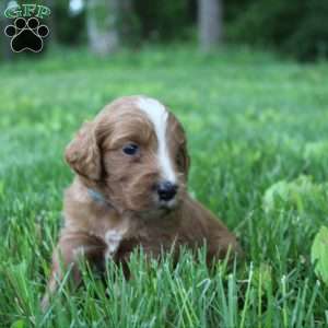 Snuggles-F1B, Goldendoodle Puppy