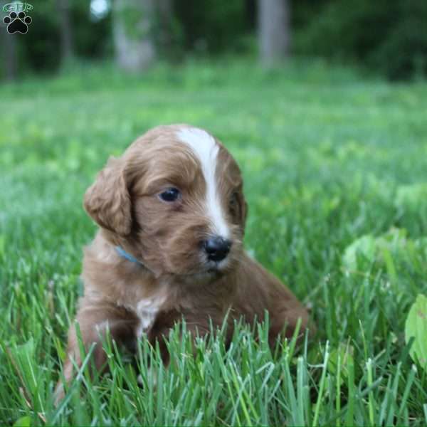 Snuggles-F1B, Goldendoodle Puppy