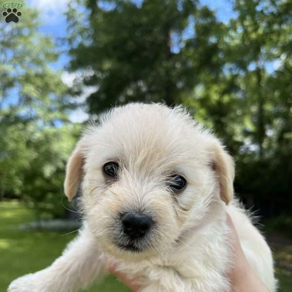 Maple, Westiepoo Puppy