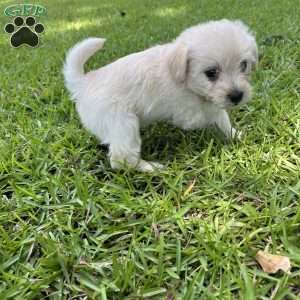 Maple, Westiepoo Puppy