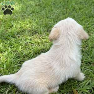 Otis, Westiepoo Puppy