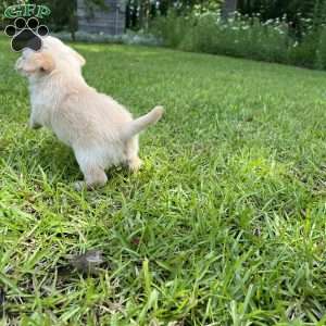 Otis, Westiepoo Puppy