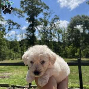 Oscar, Westiepoo Puppy