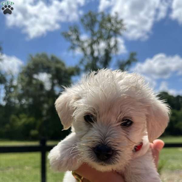 Oscar, Westiepoo Puppy