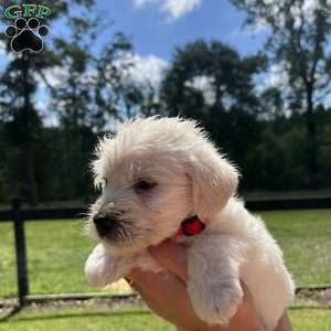Oscar, Westiepoo Puppy