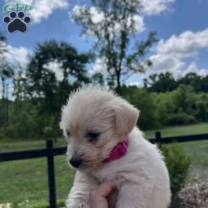 Maple, Westiepoo Puppy