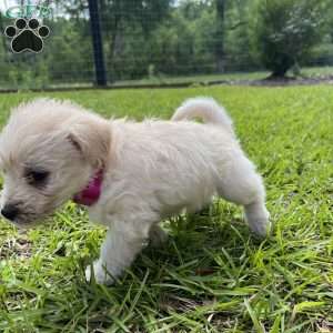 Maple, Westiepoo Puppy