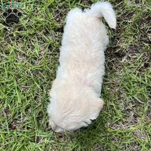 Maple, Westiepoo Puppy