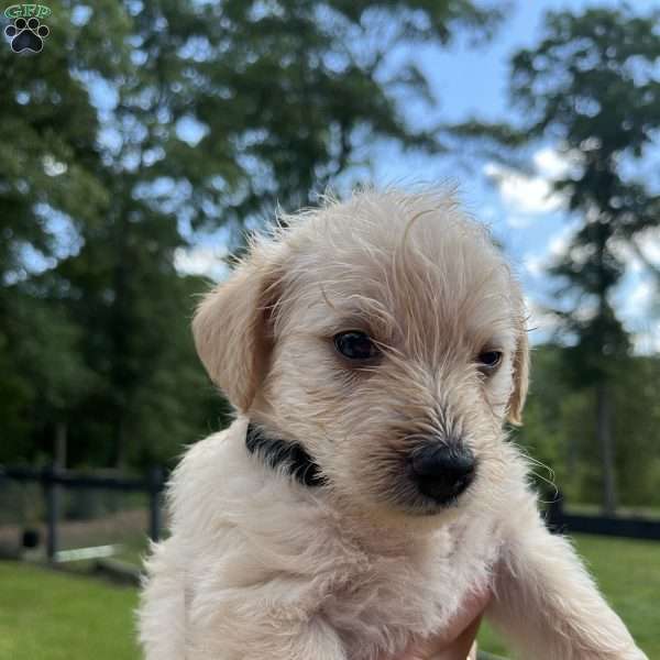 Bronze, Westiepoo Puppy