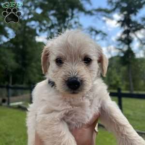 Bronze, Westiepoo Puppy