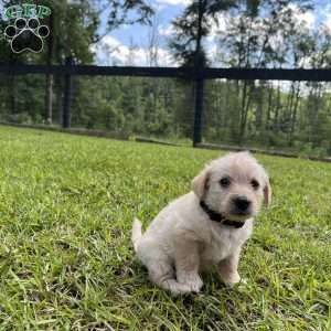 Bronze, Westiepoo Puppy