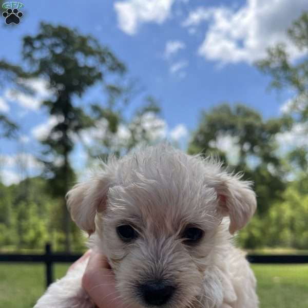 Millie, Westiepoo Puppy