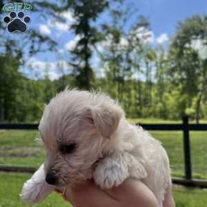 Millie, Westiepoo Puppy