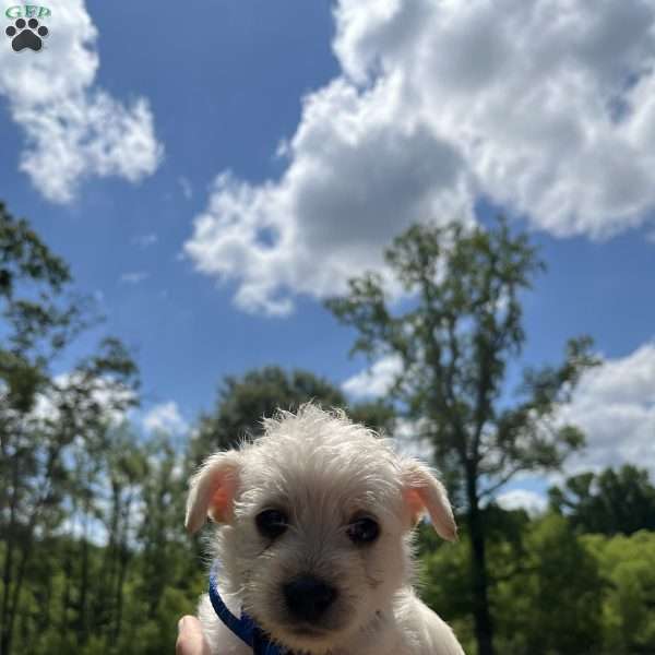 Beau, Westiepoo Puppy