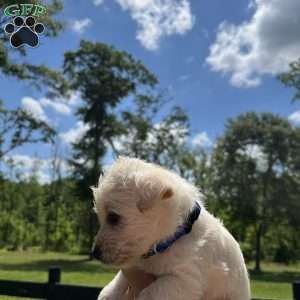 Beau, Westiepoo Puppy