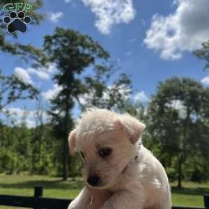Beau, Westiepoo Puppy